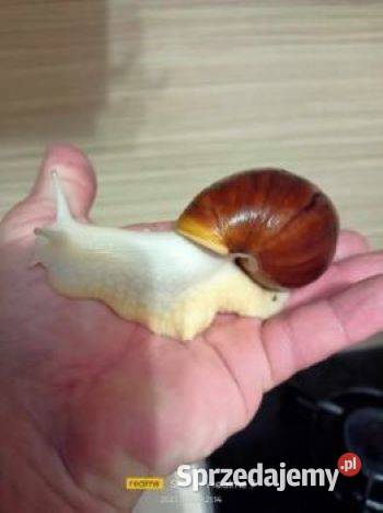 Sprzedam ślimaki afrykańskie duże Achatina Kętrzyn