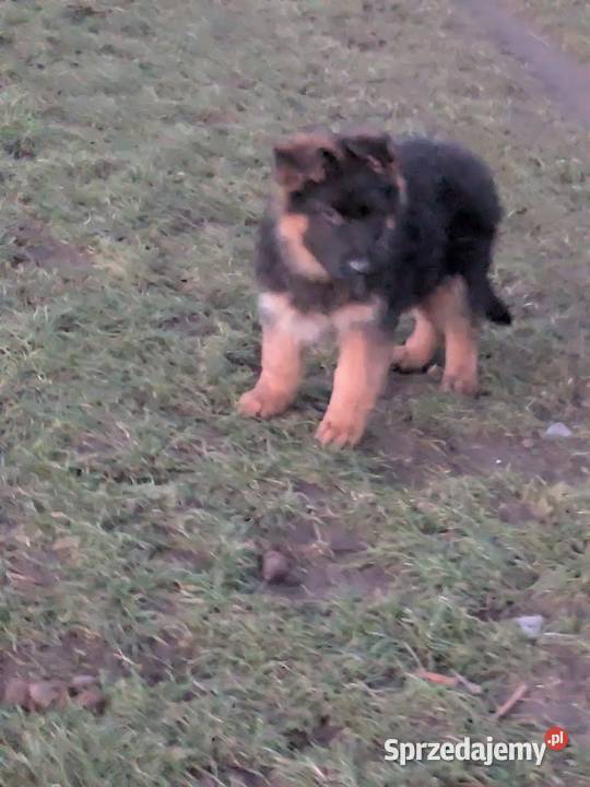 Owczarek niemiecki długowłosy Zwierzęta