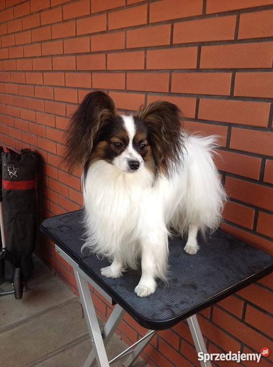 Papilonpiękne szczenięta z rodowodemPapillon Psy małopolskie Kraków