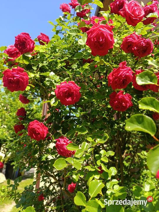 Usługa ogród Choszczno sprzedam