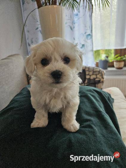 Szczeniaki maltańczyka Maltańczyk sprzedam