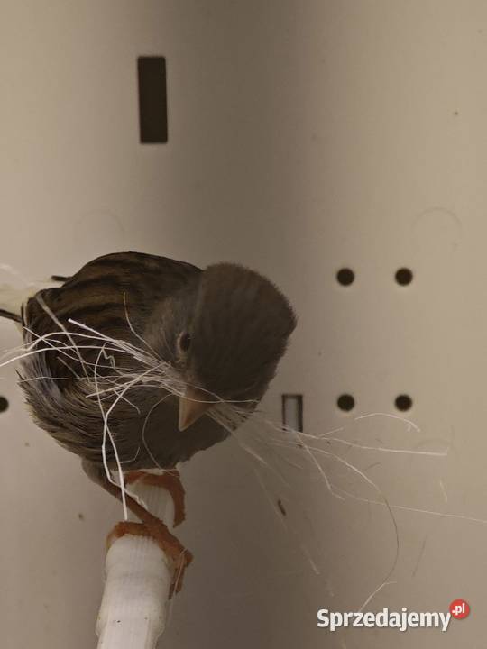 Kanarki mini border Staszów