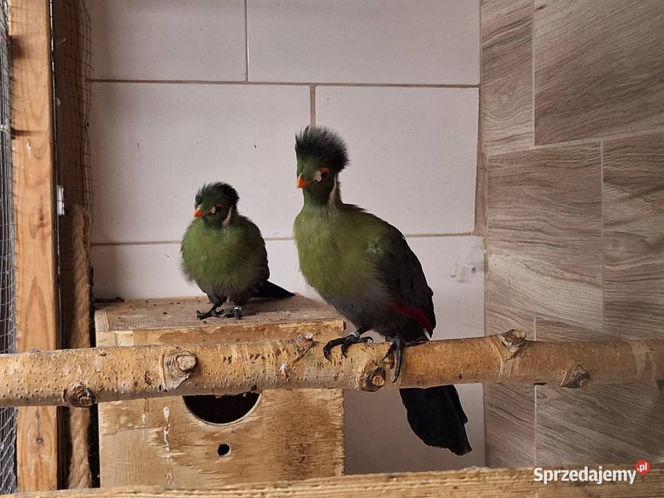 Turako białouche para Ptaki Niewiesze