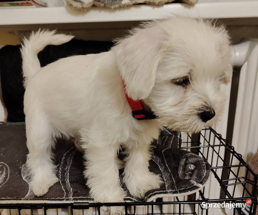 Sznaucer miniaturowy biały szczeniąta FCI Białystok