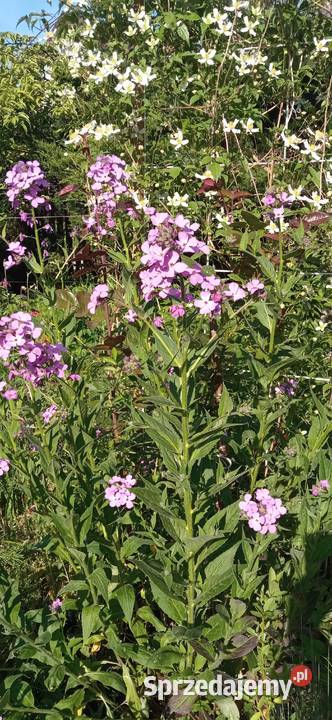 Wieczornik damski bylina do ogrodu pachnie Nowy Sącz sprzedam