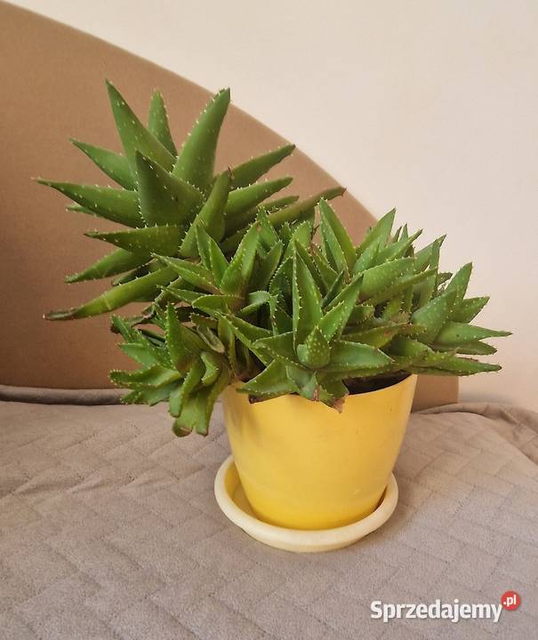 kwiat kwiatek roślina aloes małopolskie Kraków