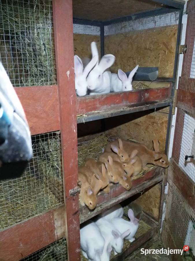 Króliki Termondzkie TB mięsne rodowód Wołomin sprzedam