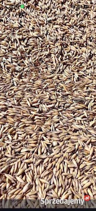 Sprzedam owies pszenicę siano słoma kostka duże Zakliczyn
