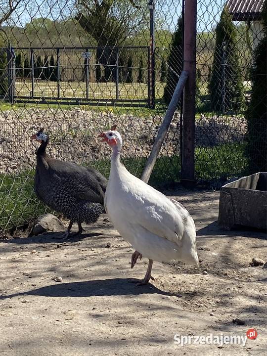 Jaja lęgowe perliczek pantarek Krasnystaw