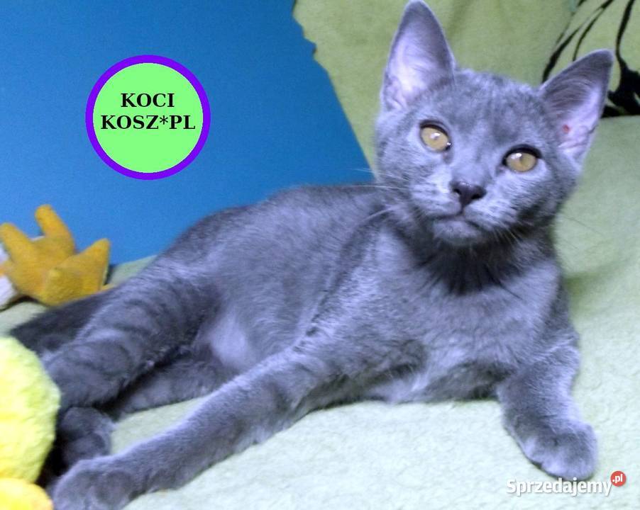 Koty KartuskieChartreux amatorska hodowla KOCI Warszawa
