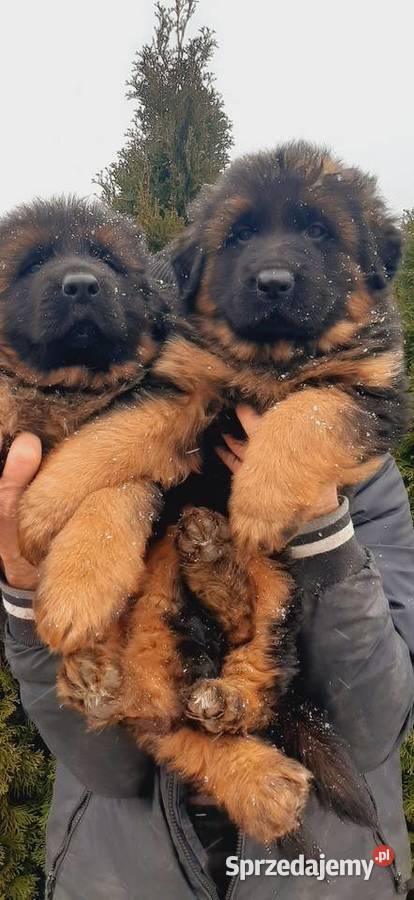 Owczarek niemiecki długowłosy Szczeniaki ZKwP Owczarek Bielany Wrocławskie