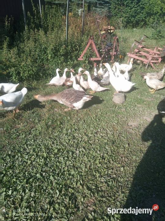 Gęś chołmogor Ptaki Olszowice