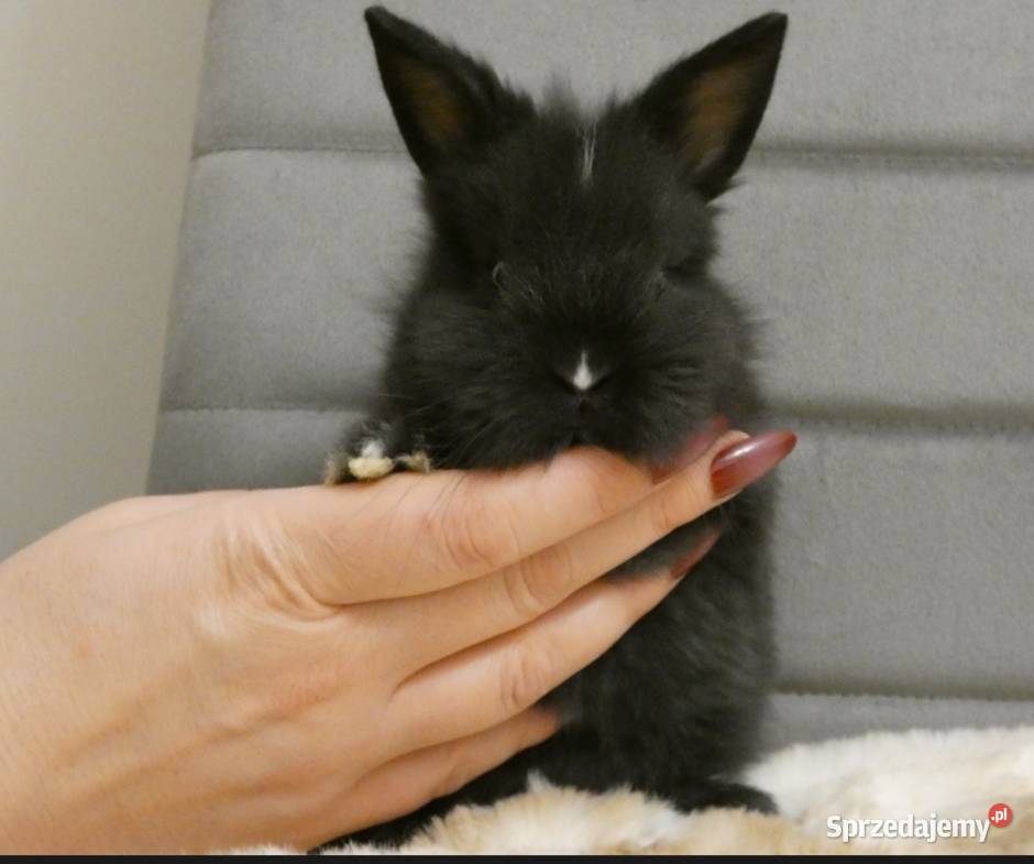 Króliki miniaturki śląskie Dąbrowa Górnicza