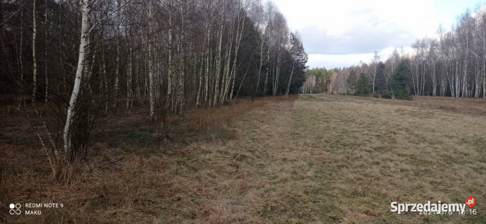 OKAZJA Prywatny las 162 ha 1h 15 min Warszawy leśna