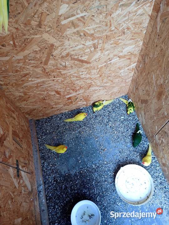 Sprzedam papugi modrolotki kozie Mechlin