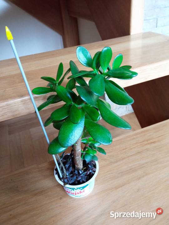 Kwiaty Patyczak i Białystok