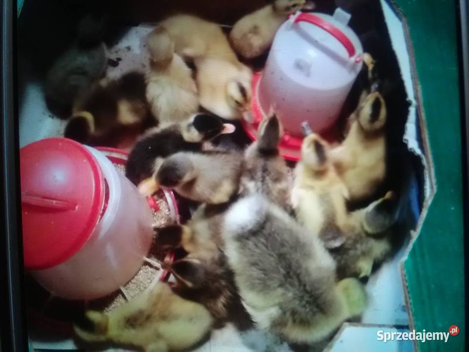 Bieguski sprzedam Rolnictwo świętokrzyskie Tomaszów