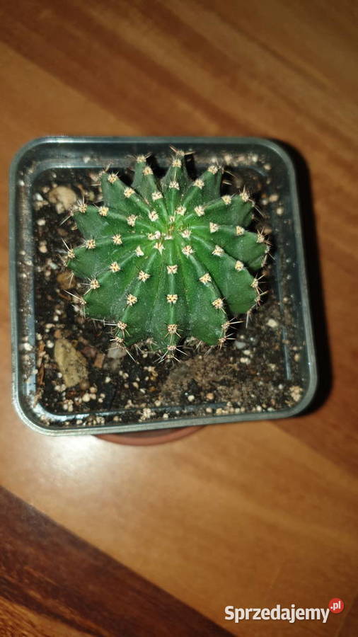 Kaktus