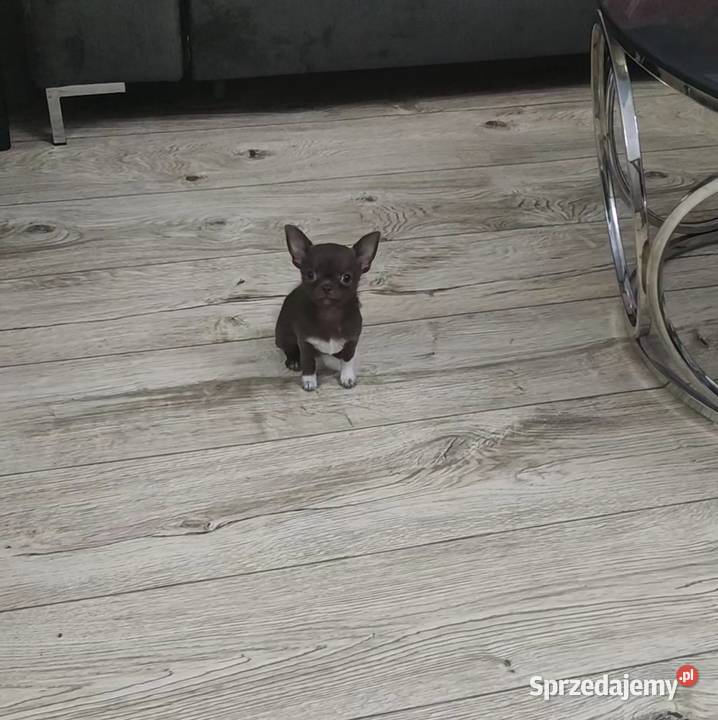 MINI Dziewczynka Chihuahua Gotowa Do Odbioru Ciszkowo