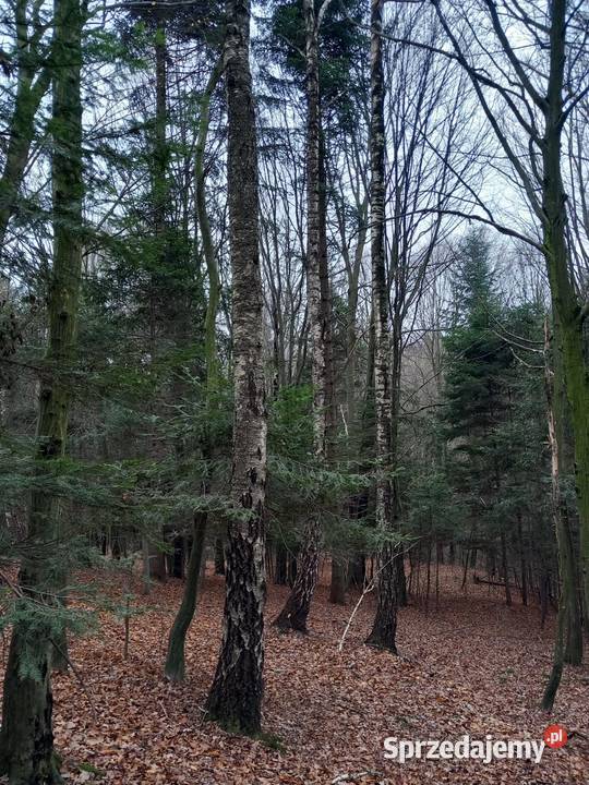 Drewno na pniu Rydzów