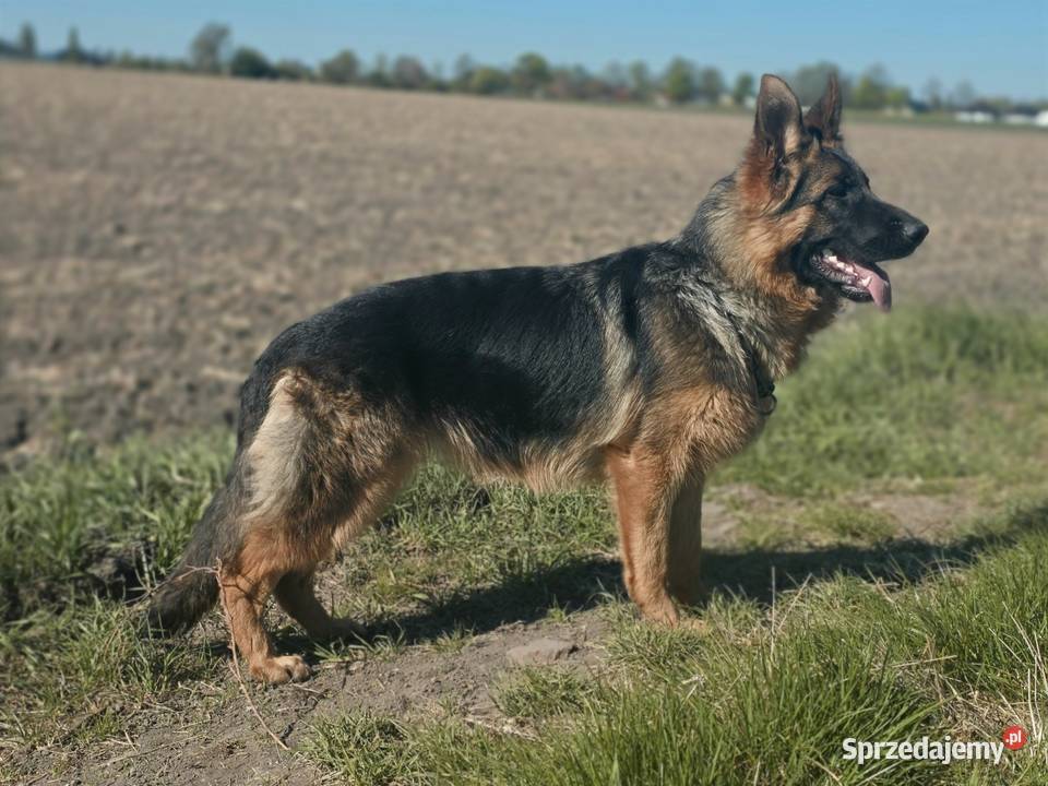 Owczarek Niemiecki Suka Rodowód FCI Owczarek Wiązów