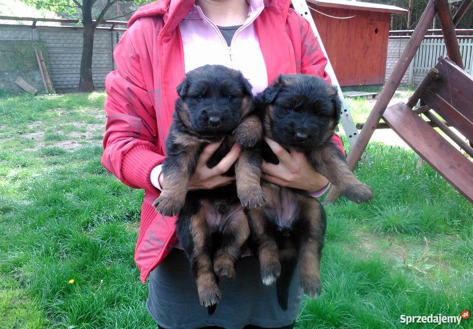 Owczarek Niemiecki Dlugowlosy Sliczne Psy sprzedam