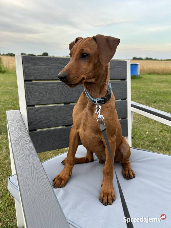 Szczenięta Pinczera Niemieckiego Suwałki