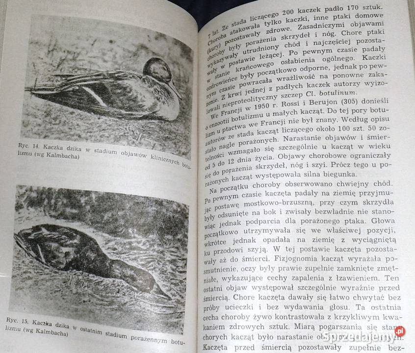 Botulizm zwierząt domowych i dzikich J Książki i Podręczniki Chełm