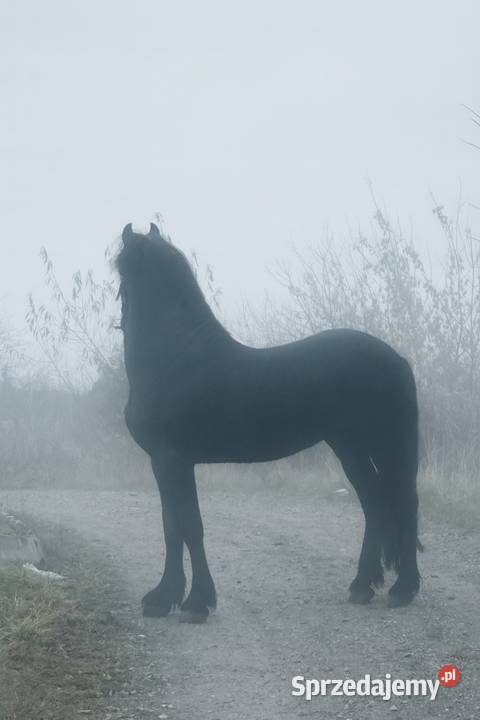 Koń ogier fryzyjski