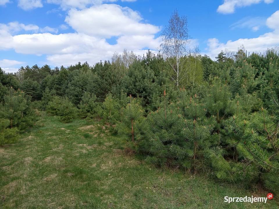 Sprzedam działkę rolną lesie 3900 m2 Talczyn lubelskie