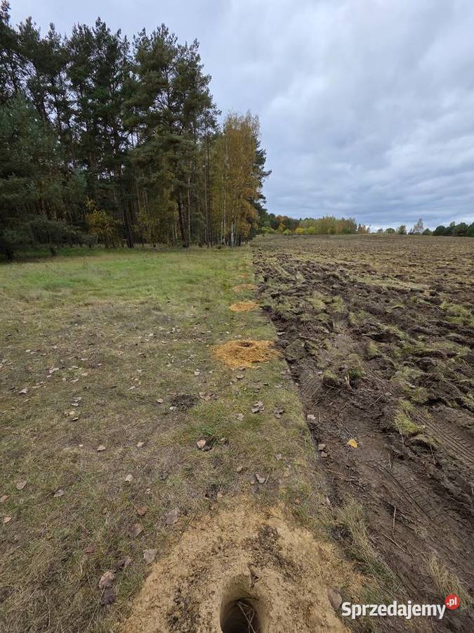 Słupki sosnowe Żerdzie Ogrodzenie z siatki Zielona Góra sprzedam