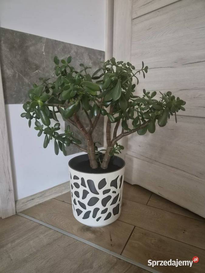 Sprzedam kwiata grubosza Zielone Kalisz
