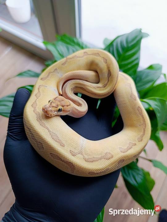 Pyton Królewski samiec Butter Enchi Fire mazowieckie Góra Kalwaria sprzedam