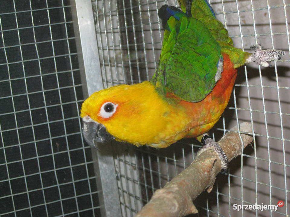 Konury Ognsitobrzuche 25 r Luboń