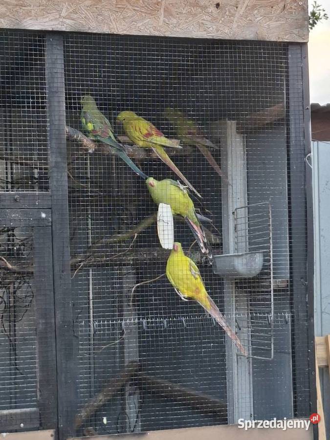Papugi górskie bergi pastel Radom
