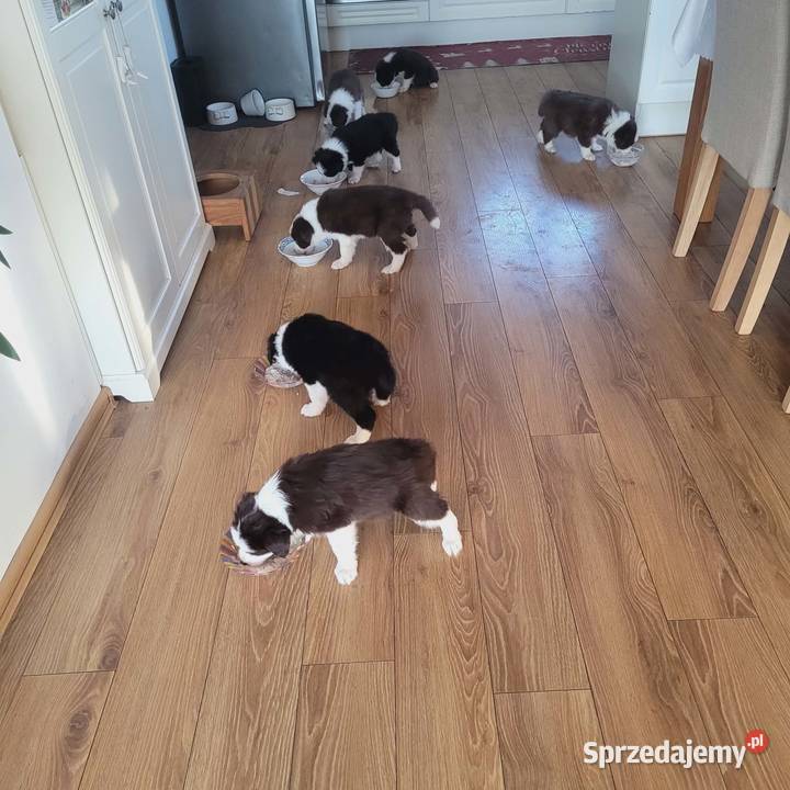 Szczeniaki Border Collie Pozostałe Jagatowo
