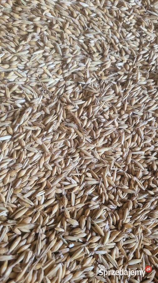 Sprzedam zboże mieszankę jęczmienia i owsa łódzkie