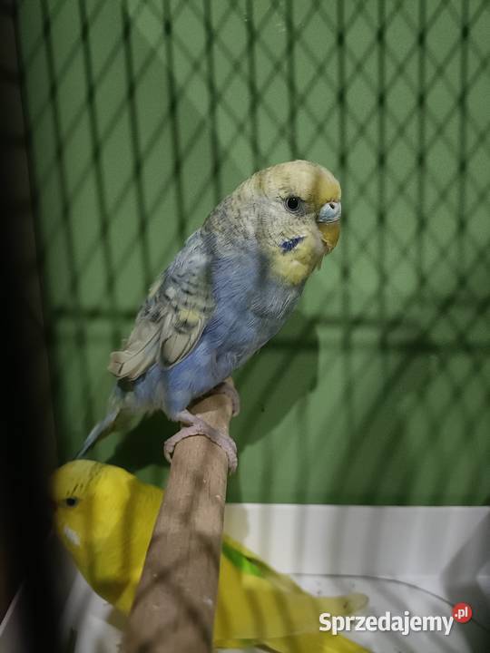 Sprzedam papużki faliste z 2025 r Jastrowie