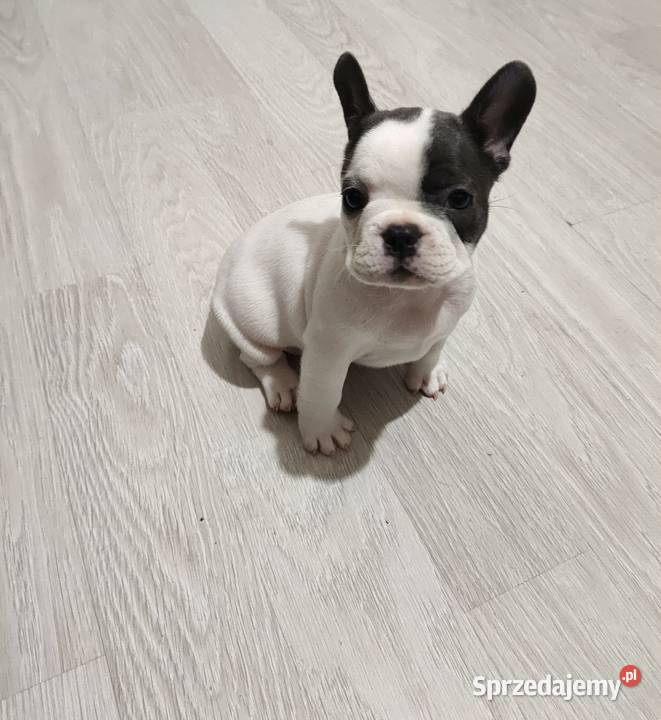 Buldog Francuski sprzedam