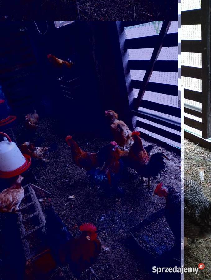 Kurki liliputy Łowicz