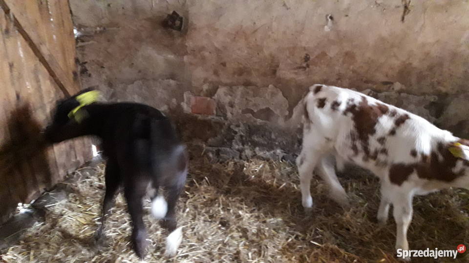 Byczki cielaki mięsne simental limousin