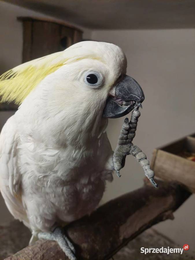 Kakadu źółtoczube