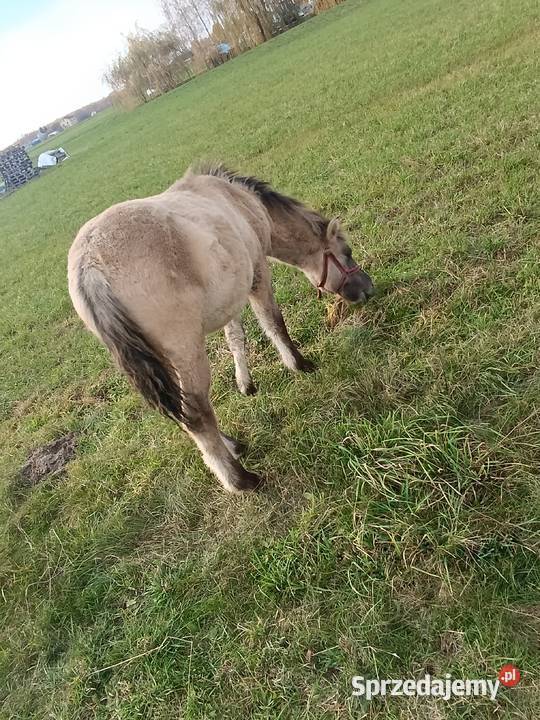 Koniki Polski ogierek