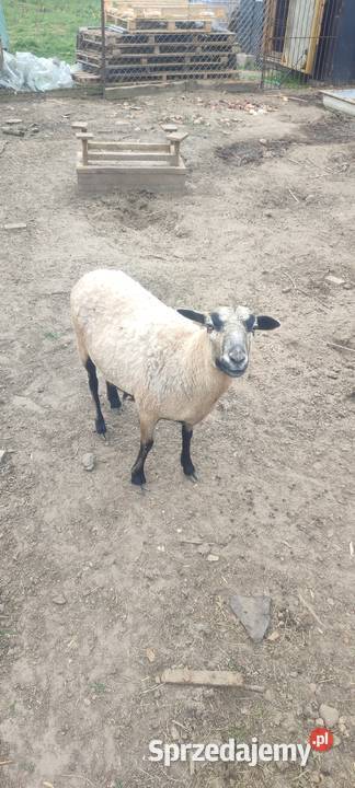 Sprzedam kozy owce i barana Goździk sprzedam