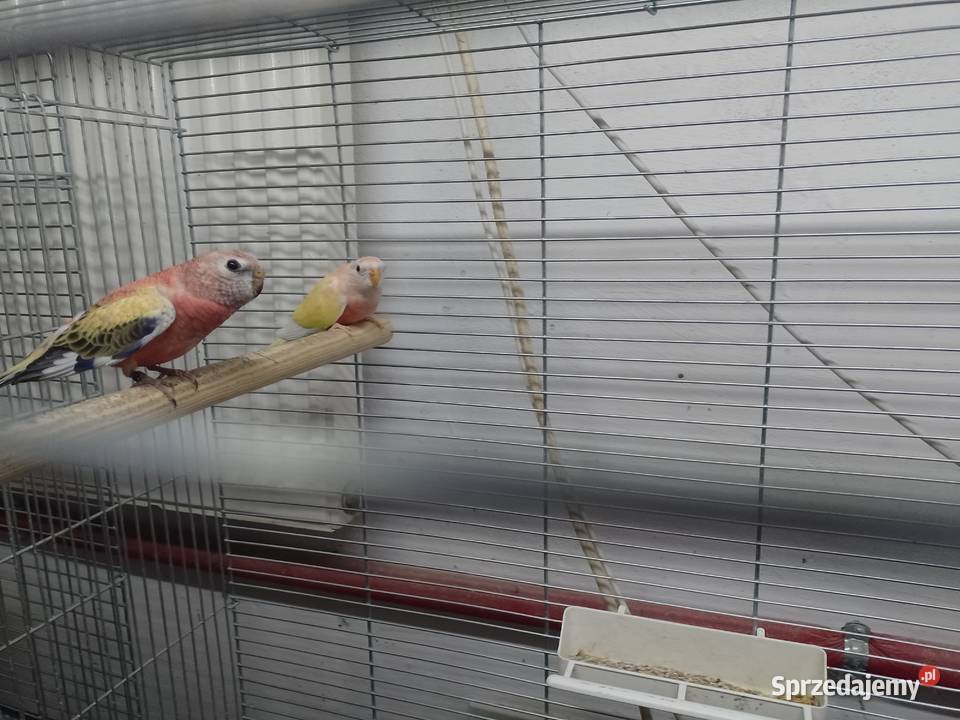 Lilianka rubino Bochnia sprzedam