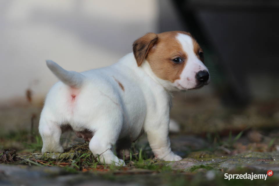 Piesek Jack Russell Terrier krótkowłosy małopolskie Delastowice sprzedam
