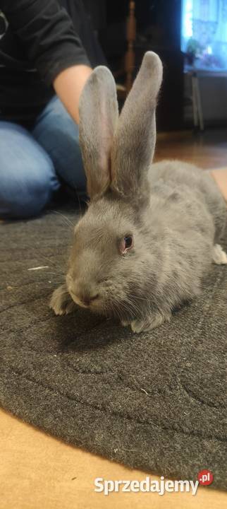 Olbrzym morawski Opole sprzedam