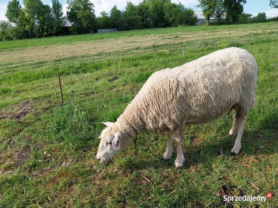 Owca olkuska samica dorosła Górka Kościejowska sprzedam