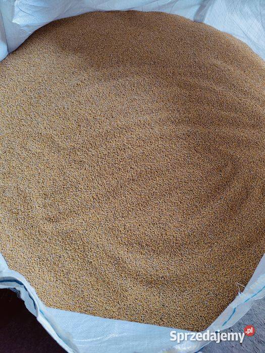 Gorczyca Czyszczona Lubień Kujawski