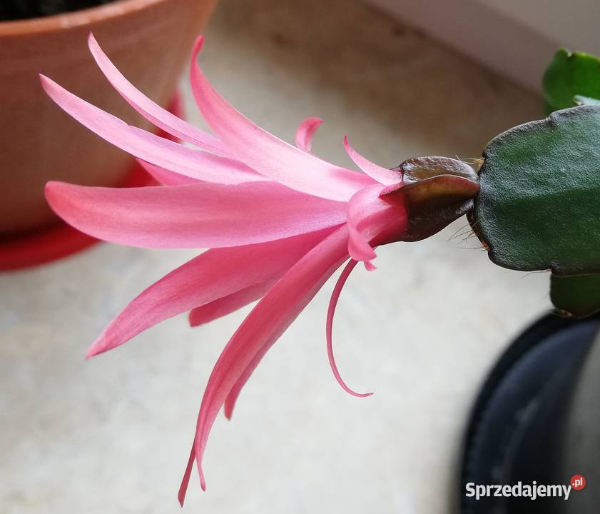 grudnik Rhipsalidopsis sadzonki szczepki kaktus Szczecin